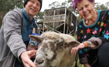 The Selby home is being auctioned with an open reserve and a pet sheep