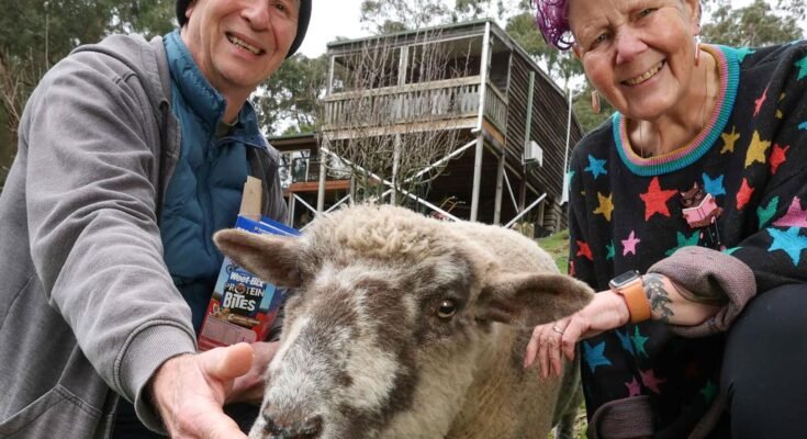 The Selby home is being auctioned with an open reserve and a pet sheep